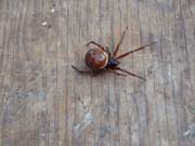 080320-Spider2-Ray_West